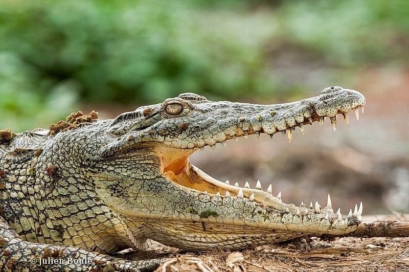 Нильский крокодил относится к пресмыкающимся. Нильский крокодил. Нильский крокодил Уганда. Нильский крокодил класс. Пресмыкающиеся крокодил.