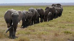 Elephants in Amboseli