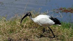 Sacred Ibis