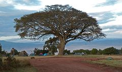 Ngorongoro: campo