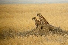 Serengeti: ghepardi