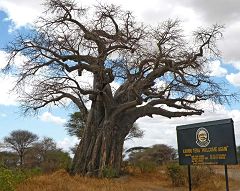 Kwa Kuchinia: baobab
