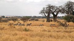 Tarangire: zebre e baobab