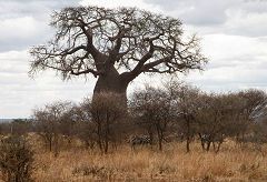 Tarangire: zebre e baobab