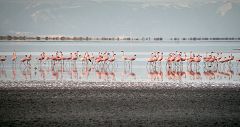 Lago Natron: fenicotteri