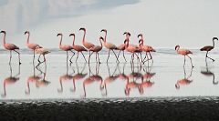 Lago Natron: fenicotteri