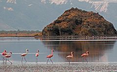 Lago Natron: fenicotteri