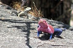 Serengeti: agama comune