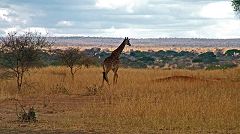 Tarangire: giraffa