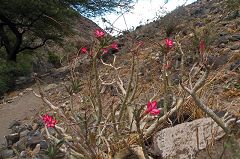 Adenium obesum