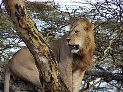 Lake Nakuru