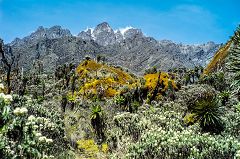 Catena del Rwenzori