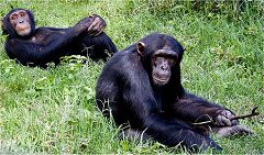 Chimpanzee Sanctuary