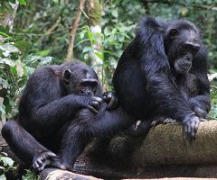 Chimpanzees