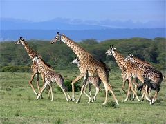 Giraffes at Crescent Island (Lake Naivasha)