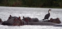 Hippos at Lake Naivasha