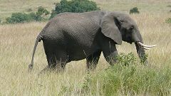 Elelephant in Masai Mara