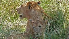 Lioness with her puppy