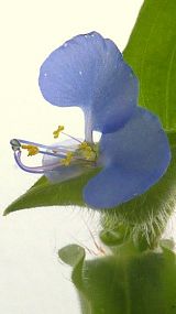 Entebbe Botanical Garden