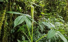 Arisaema mildbraedii