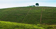 Tea Plantations