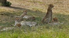 Cheetah’s family