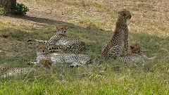 Cheetah’s family