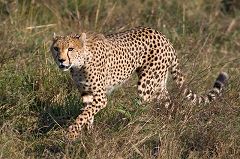 Cheetah