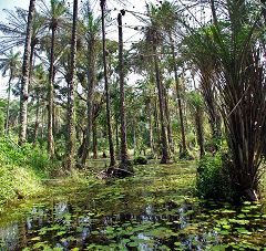 La foresta di Cantanhez