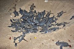 Isola di Poilão: tartarughe d’acqua