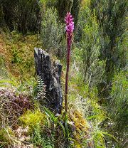 Disa stairsii