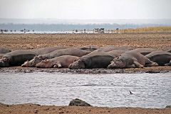 Manyara: hippo pool
