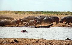 Manyara: hippo pool