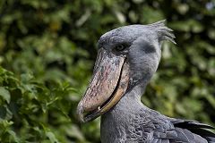 Shoebill