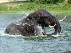 Elephant at Kazinga Channel