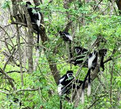 Kibale Forest