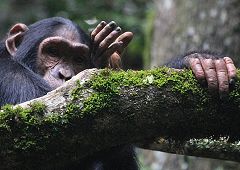 Forest chimpanzee