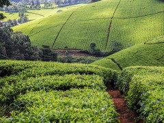 Limuru tea fields