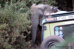 Game drive at Lake Manyara