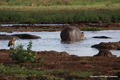 Hippo at Lake Manyara