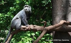 Monkey at Lake Manyara