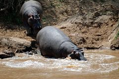 Hippos at Mara River