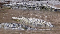 Crocodiles at Mara River