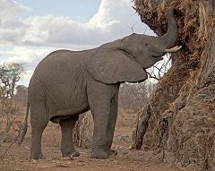 Elephant at Mikumi National Park