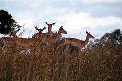 Impala at Mikumi National Park