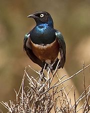 Superb starling