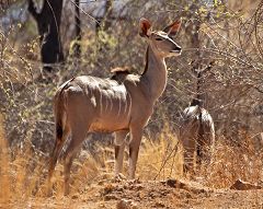 Greater Kudu at Mikumi