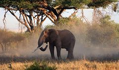 Elephant at Mudanda Rock (Tsavo East)