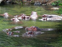 Mzima Springs (Tsavo)