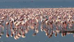 Flamingos at Lake Nakuru